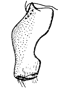 speciesimage