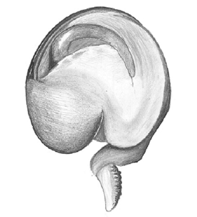 speciesimage