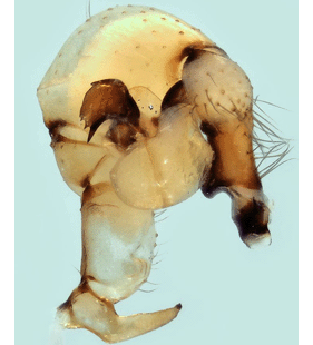 speciesimage