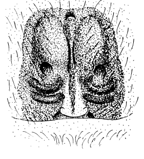 speciesimage