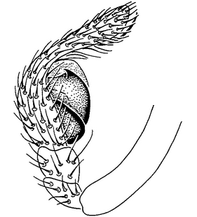 species