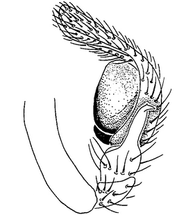 species