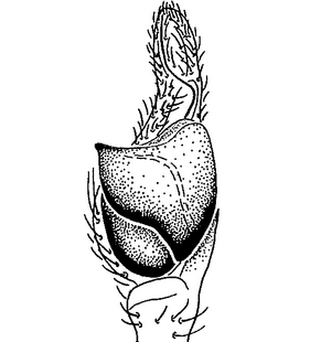 species