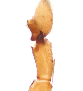 speciesimage