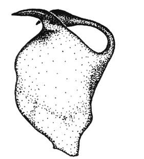 speciesimage