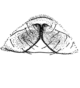 speciesimage