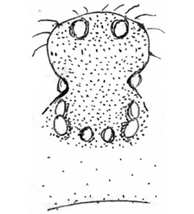 speciesimage