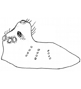 speciesimage