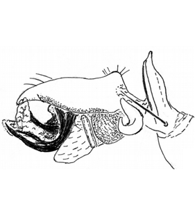 speciesimage