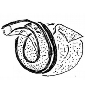 speciesimage