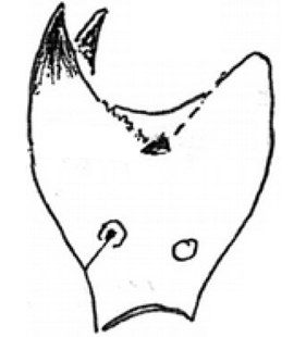 speciesimage