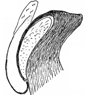 speciesimage