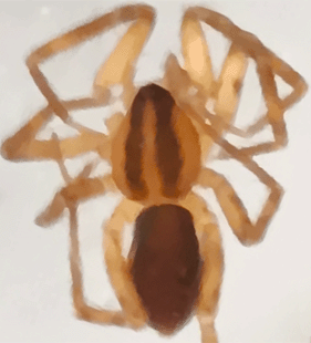 speciesimage