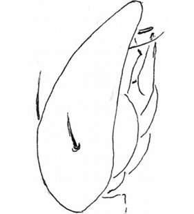 speciesimage