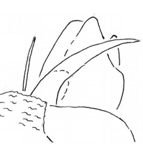 speciesimage