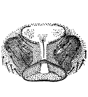 speciesimage
