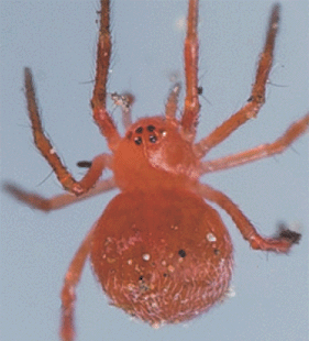 speciesimage
