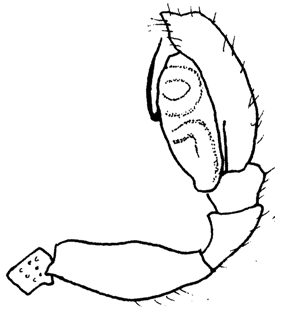 speciesimage