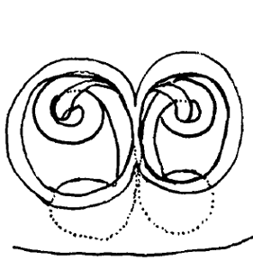 speciesimage