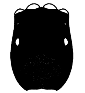 speciesimage