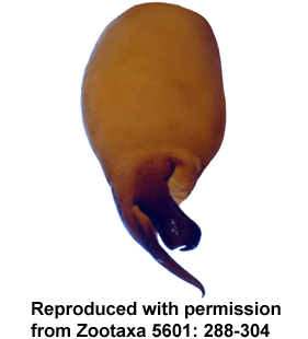 speciesimage