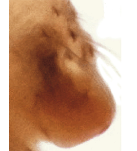 speciesimage