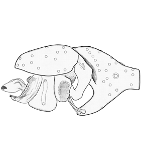 speciesimage
