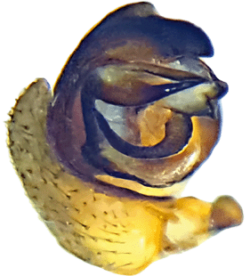 speciesimage