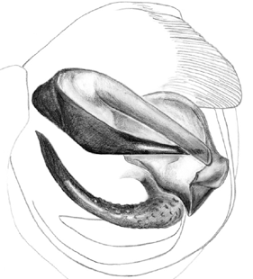 speciesimage