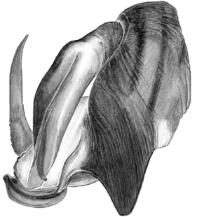 speciesimage