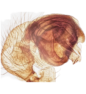 speciesimage
