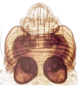 speciesimage