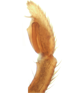 speciesimage