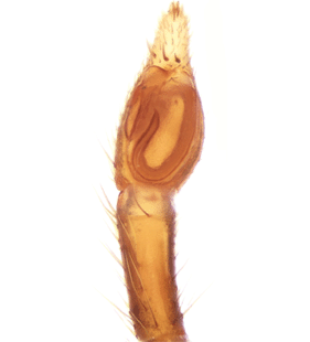 speciesimage