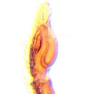 speciesimage