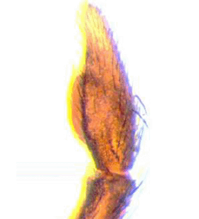 speciesimage