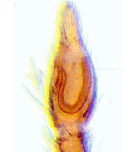 speciesimage