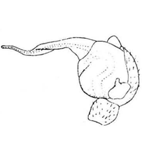 speciesimage
