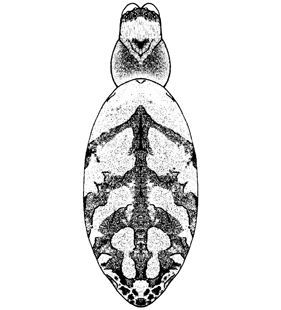 speciesimage
