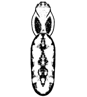 speciesimage