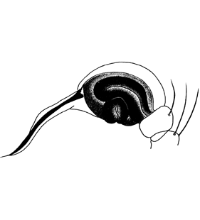 speciesimage