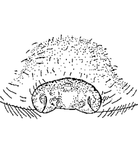 speciesimage