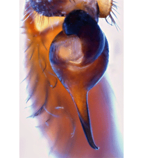 speciesimage