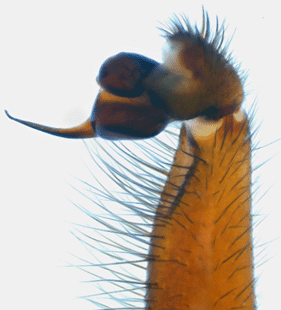 speciesimage