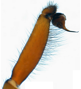 speciesimage
