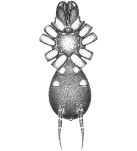 speciesimage