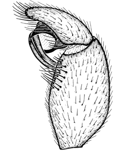 speciesimage