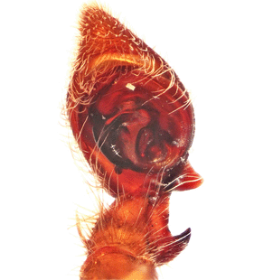 speciesimage