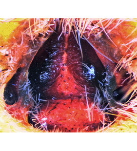 speciesimage