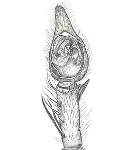 speciesimage